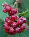 Cestrum Parqui